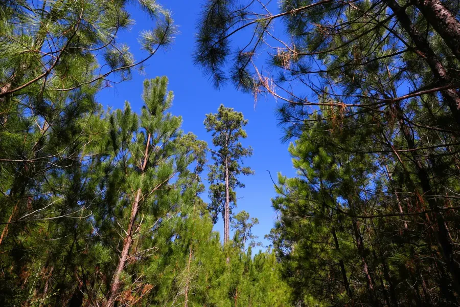 Loblolly pines of the Lost Pines seen from below at Buescher State Park, Bastrop County.