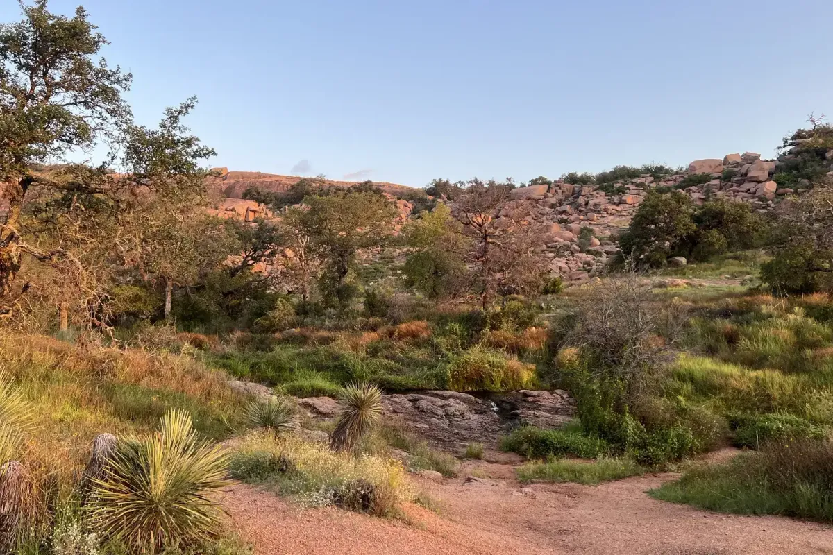 A field of pink granite boulders with live oaks and yucca between them at first light, Enchanted Rock, Llano County.